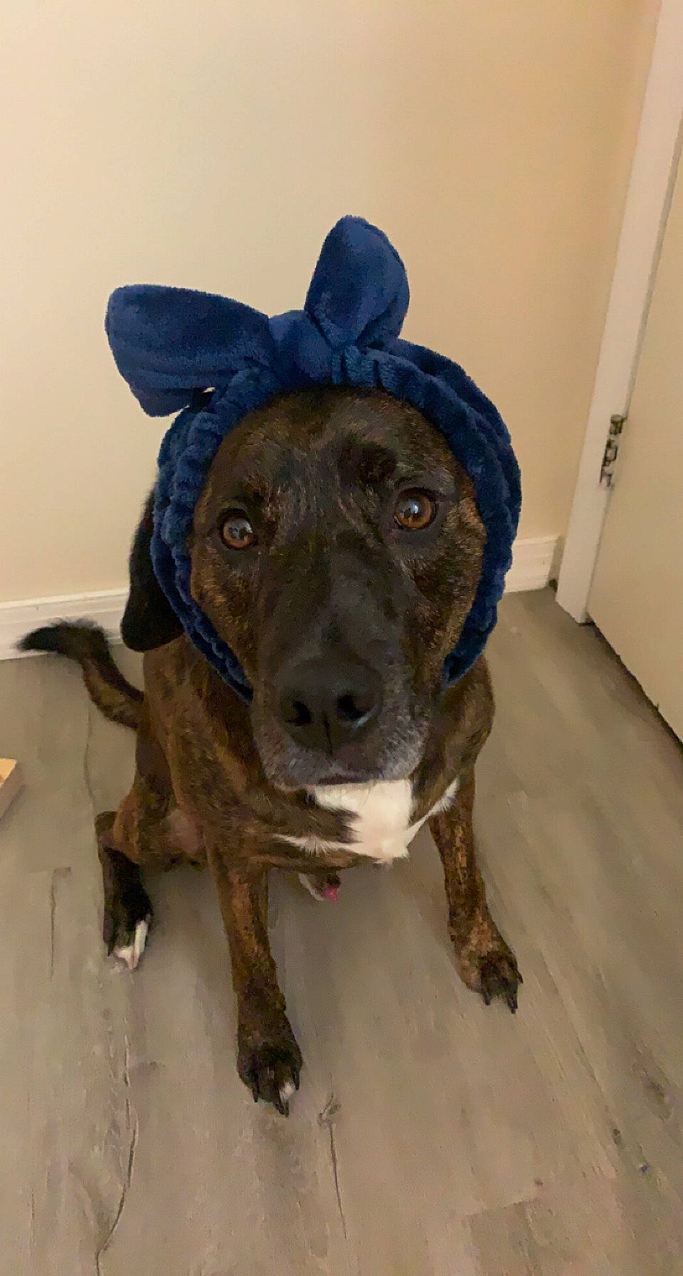 Duke joined the competition — help win amazing prizes! ancient_dog_breeds, canidae, carnivore, collar, companion_dog, dog, dog_breed, dog_collar, door, electric_blue, fawn, guard_dog, hunting_dog, non_sporting_group, personal_protective_equipment, pet_supply, snout, whiskers, working_animal, working_dog