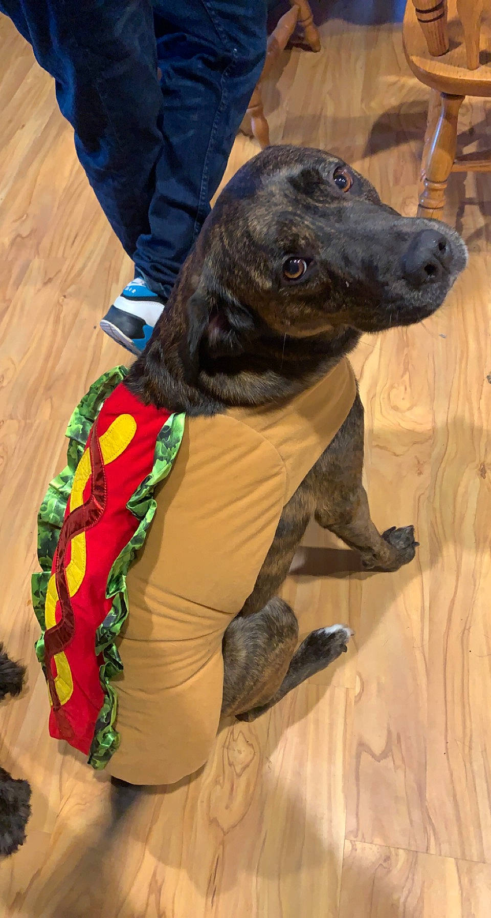 Duke is registered to the contest to win money with this photo: canidae, carnivore, collar, companion_dog, costume, dog, dog_breed, dog_clothes, dog_collar, dog_supply, fawn, fur, guard_dog, hat, leash, liver, pet_supply, snout, sporting_group, working_animal