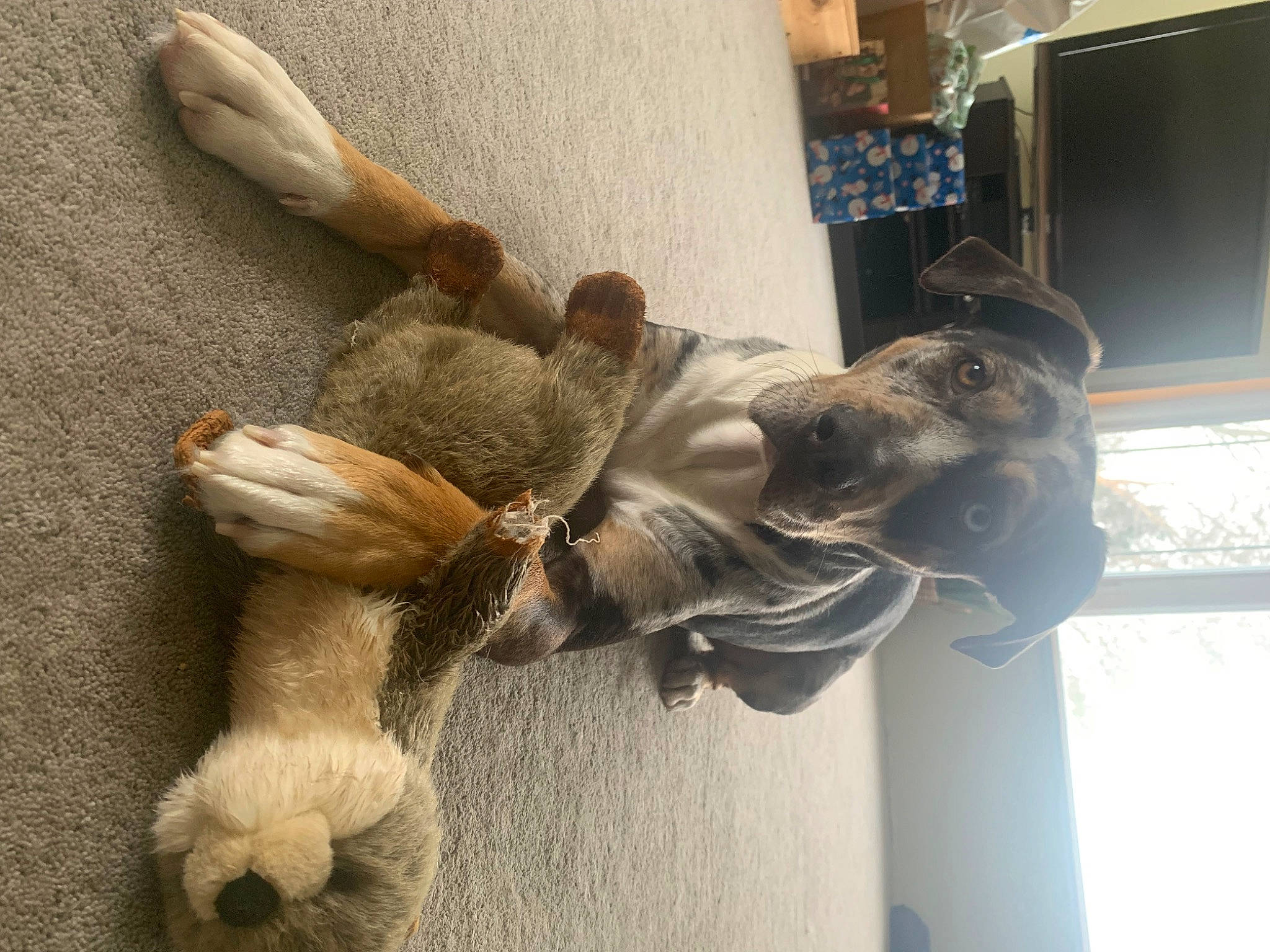 Jack joined the competition — help win amazing prizes! claw, display_device, felidae, fur, gesture, home_appliance, led_backlit_lcd_display, petal, plant, room, small_to_medium_sized_cats, sporting_group, stuffed_toy, tail, television, toy, tree, wing, wood