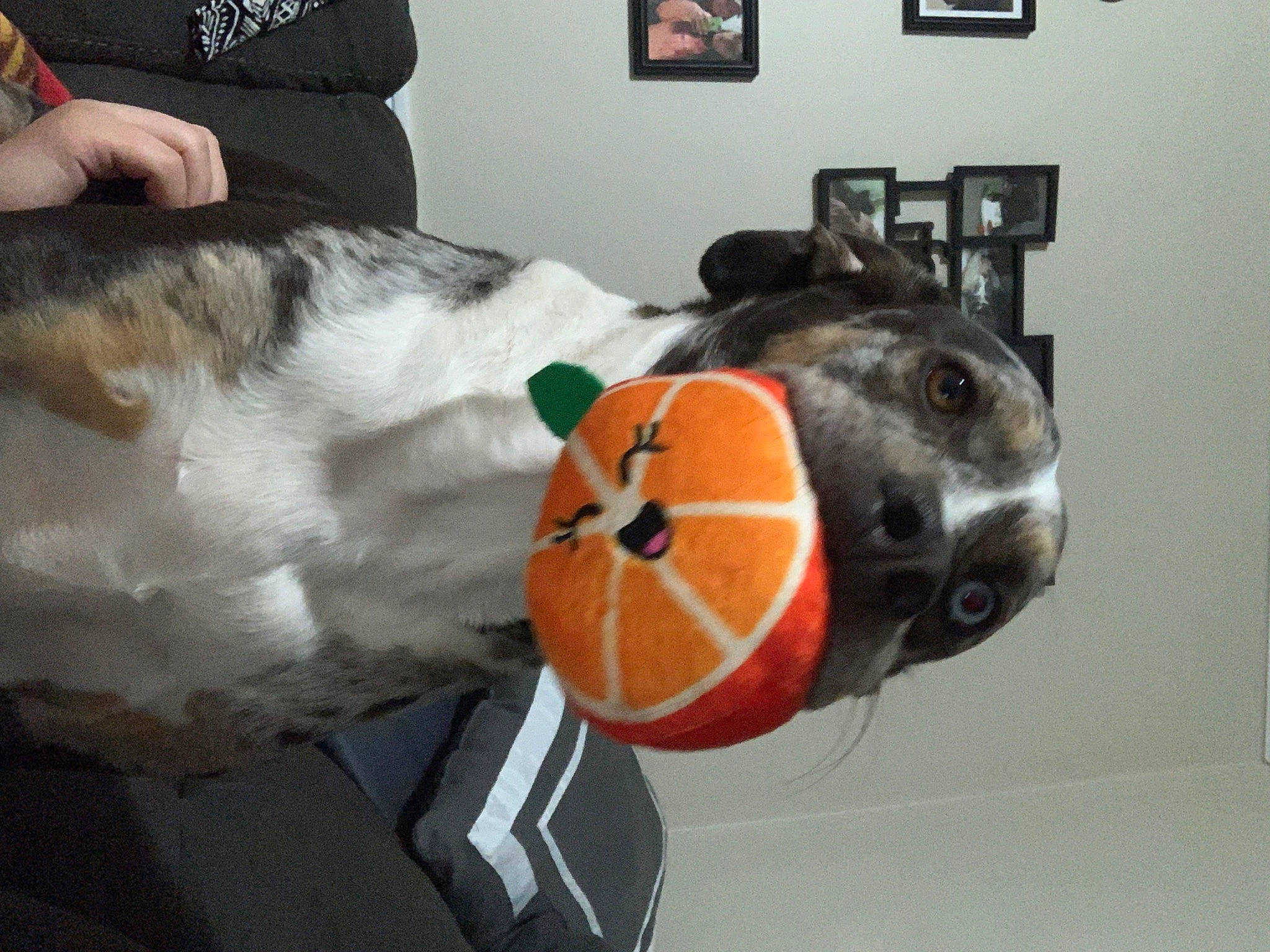 Jack joined the competition — help win amazing prizes! bag, ball, carnivore, companion_dog, dog, dog_breed, fawn, flooring, fur, helmet, personal_protective_equipment, picture_frame, plush, snout, sports_toy, stuffed_toy, toy, whiskers, wood, working_animal