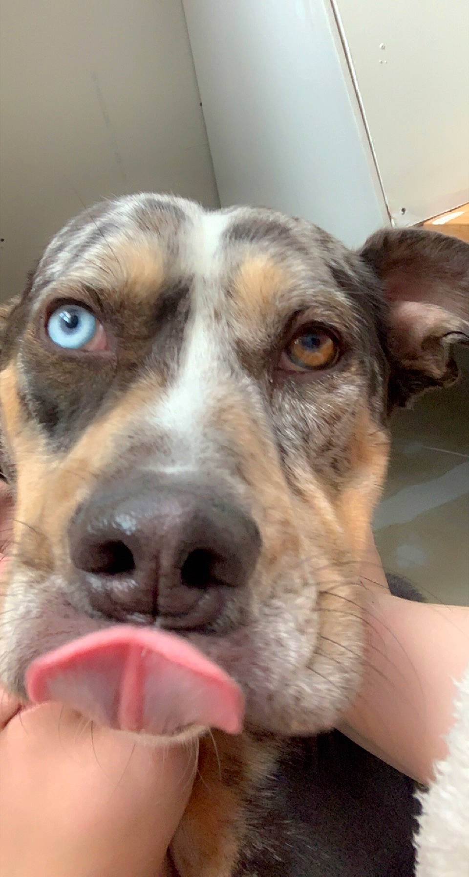 Jack is registered to the contest to win money with this photo: canidae, carnivore, collar, companion_dog, dog, dog_breed, fur, kitchen_utensil, paw, selfie, snout, spoon, sporting_group, street_dog, tableware, whiskers, working_animal, working_dog