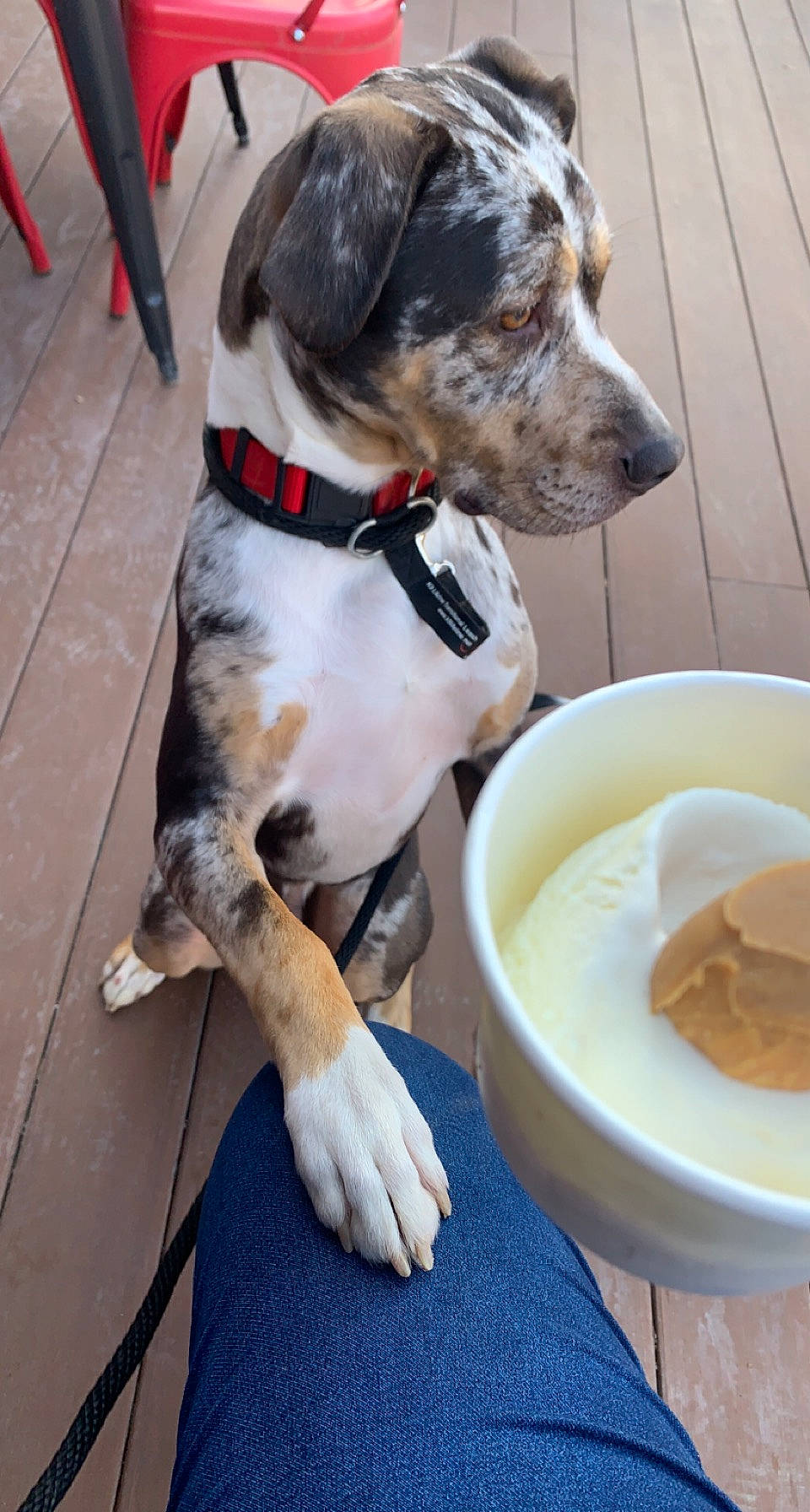 Jack is registered to the contest to win money with this photo: carnivore, collar, companion_dog, condiment, cuisine, dairy, dish, dishware, dog, dog_breed, dog_collar, dog_supply, food, ingredient, pet_supply, plate, recipe, rice_milk, skyr, tableware