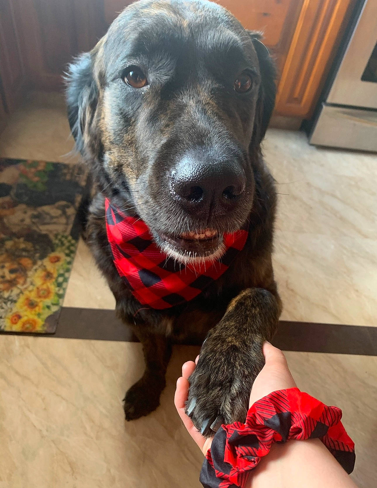 Mona joined the competition — help win amazing prizes! borador, canidae, carmine, carnivore, collar, companion_dog, dog, dog_breed, dog_collar, dog_supply, flooring, fur, hardwood, liver, pet_supply, snout, sporting_group, wood, wood_flooring, working_animal