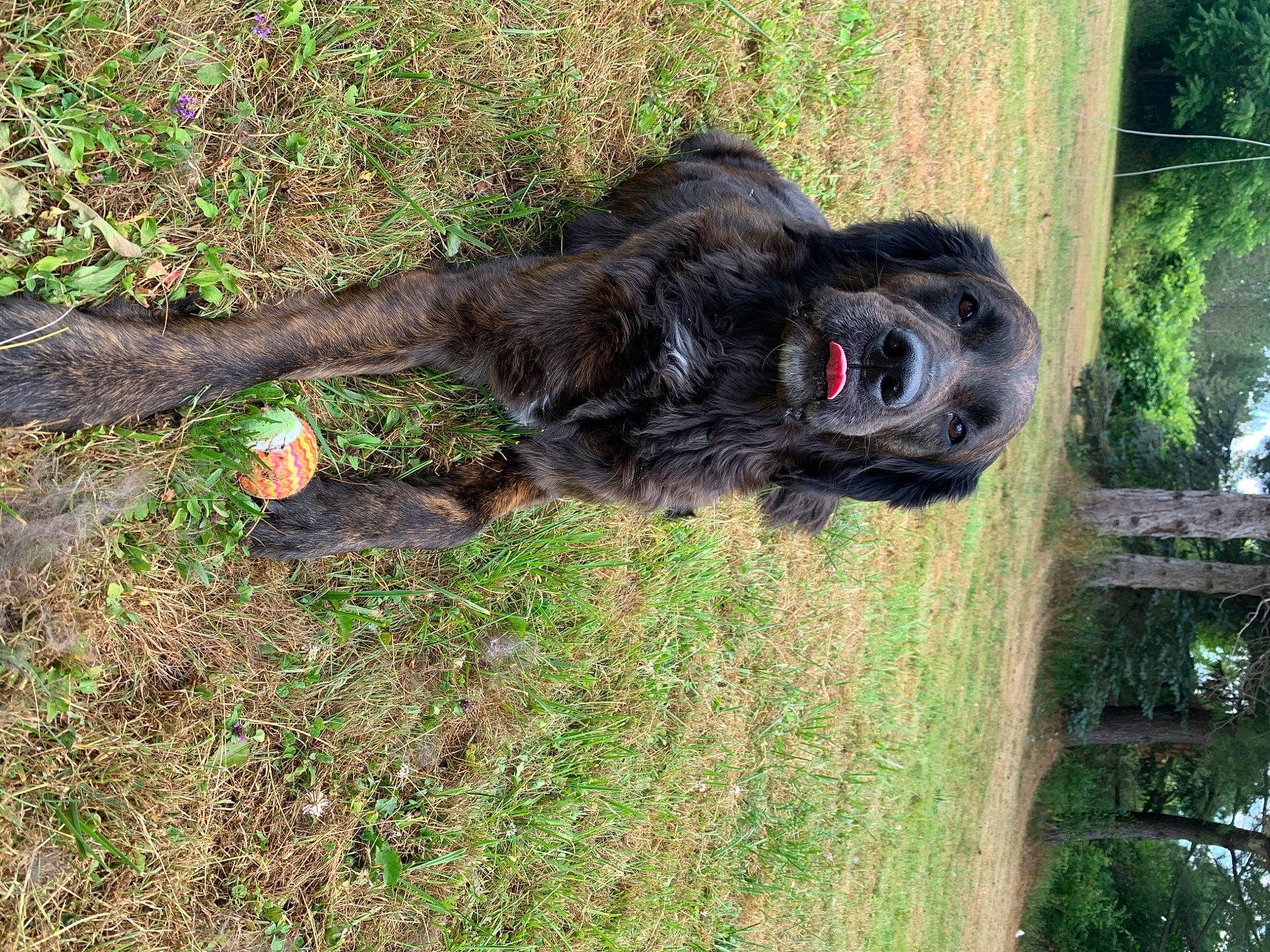 Mona joined the competition — help win amazing prizes! canidae, common_chimpanzee, dog, dog_breed, fur, grass, liver, plant, primate, snout, soil, sporting_group, tail, terrestrial_animal, tree, wildlife, working_animal