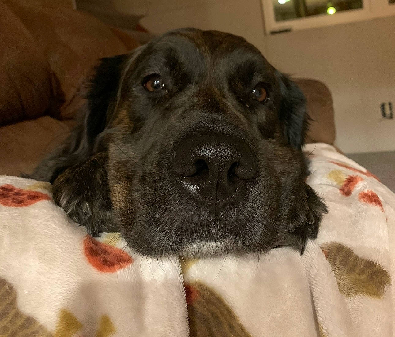 Mona is registered to the contest to win money with this photo: borador, carnivore, comfort, companion_dog, dog, dog_breed, fur, gun_dog, hunting_dog, liver, picture_frame, sporting_group, whiskers, working_animal