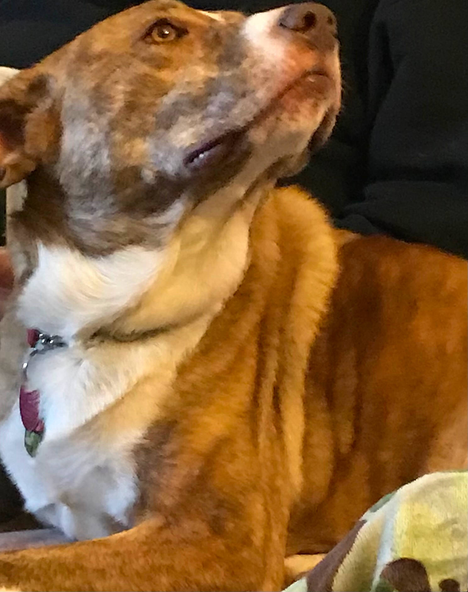 Jazmine is registered to the contest to win money with this photo: ancient_dog_breeds, canidae, carnivore, collar, companion_dog, dog, dog_breed, dog_collar, dog_supply, fawn, fur, hound, jaw, liver, sighthound, sporting_group, street_dog, whiskers, working_animal, working_dog