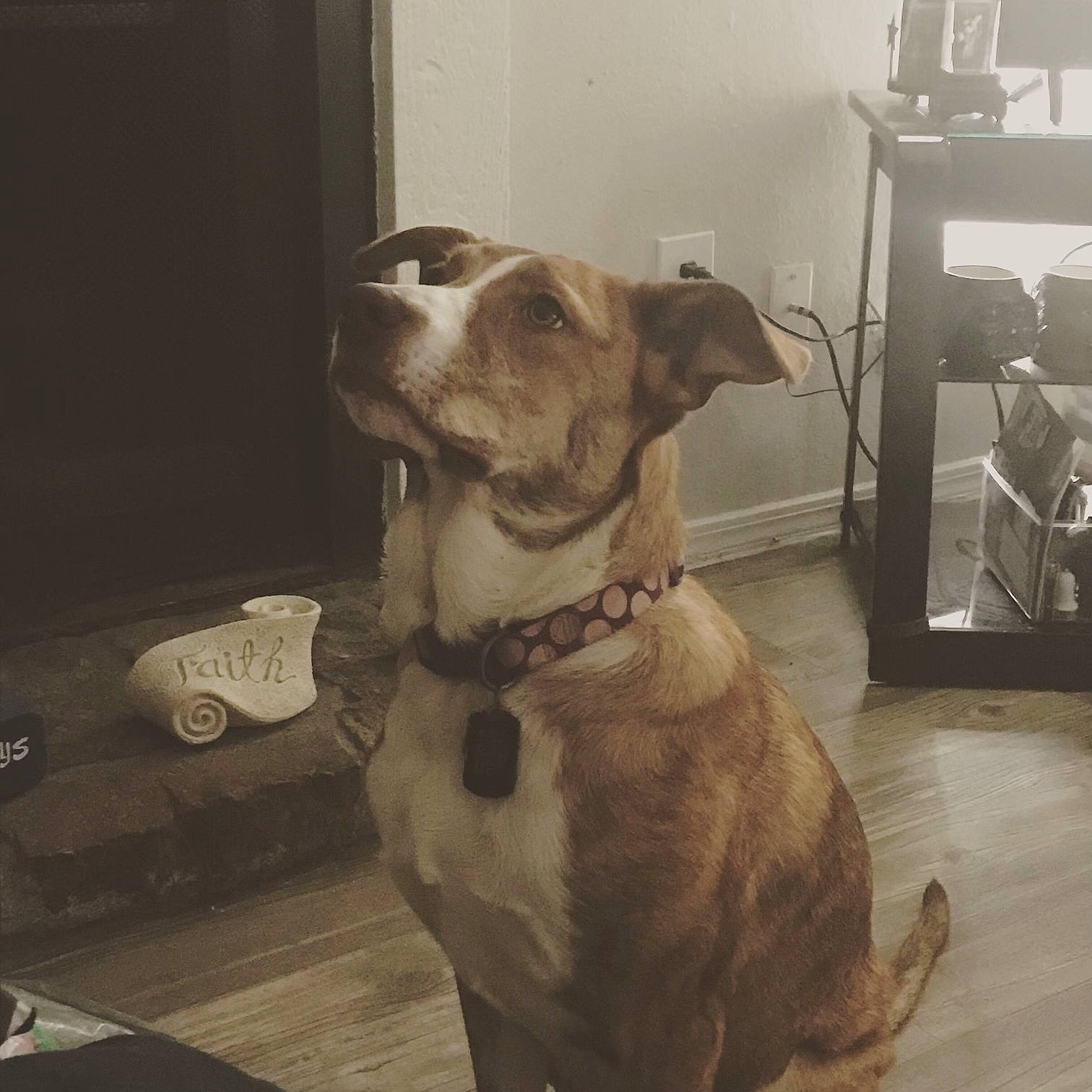 Jazmine joined the competition — help win amazing prizes! carnivore, collar, comfort, companion_dog, dog, dog_breed, dog_collar, dog_supply, fawn, flooring, fur, guard_dog, liver, pet_supply, snout, sporting_group, whiskers, working_animal, working_dog, wrinkle