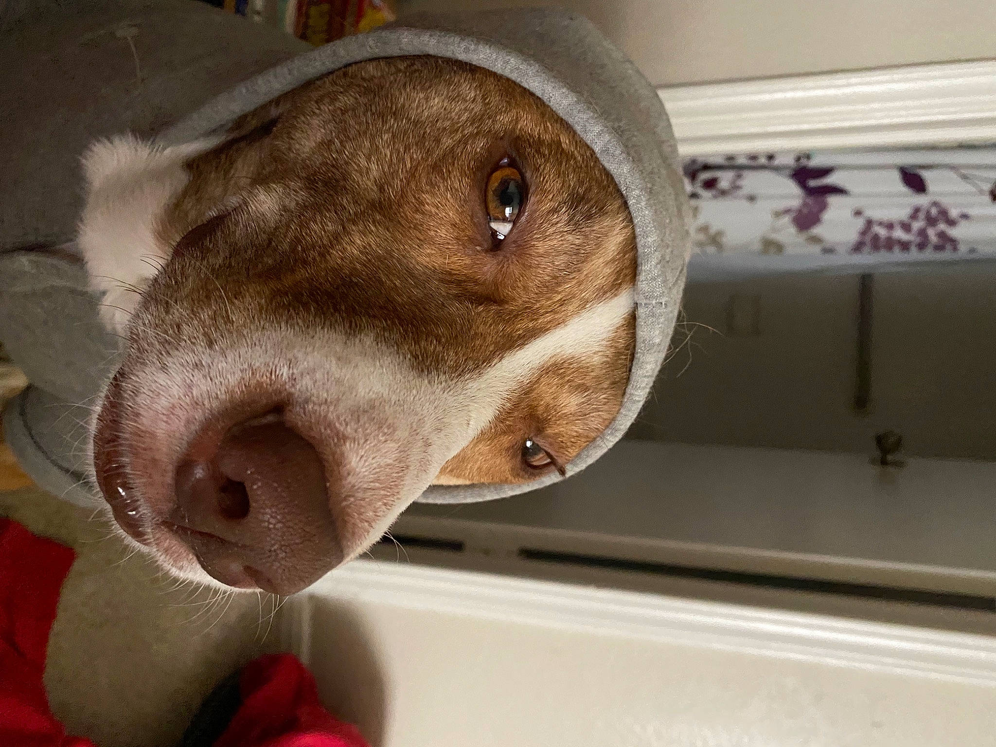 Jazmine is registered to the contest to win money with this photo: canidae, carnivore, companion_dog, dog, dog_breed, ear, fawn, fur, liver, pet_supply, selfie, sporting_group, whiskers, working_animal, wrinkle