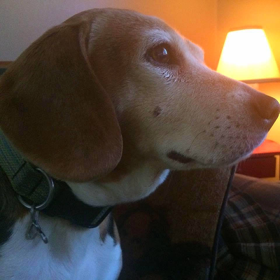 Gabby joined the competition — help win amazing prizes! canidae, carnivore, collar, companion_dog, dog, dog_breed, dog_collar, ear, fawn, fur, head, hunting_dog, lamp, lampshade, pet_supply, snout, sporting_group, sunglasses, whiskers, working_animal
