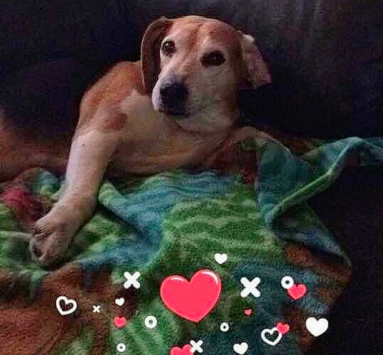 Gabby joined the competition — help win amazing prizes! art, carnivore, companion_dog, couch, dog, dog_breed, gambling, games, indoor_games_and_sports, linens, painting, paw, petal, photo_caption, recreation, sitting, sports_equipment, table, tail, working_animal