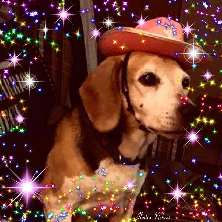 Gabby is registered to the contest to win money with this photo: beauty, carnivore, christmas, christmas_ornament, companion_dog, costume_hat, dog, dog_breed, dog_supply, event, fawn, fun, happy, hat, holiday, light, lighting, midnight, sun_hat, working_animal