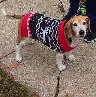 Gabby joined the competition — help win amazing prizes! beagle, carnivore, collar, companion_dog, dog, dog_breed, dog_clothes, dog_collar, dog_supply, fawn, hound, leash, paw, pet_supply, road_surface, scent_hound, snout, sporting_group, tail, working_animal