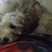 Hammer is registered to the contest to win money with this photo: dog, pet, fur, resting, cozy, lap, indoor, relaxed, animal, fluffy, cute, companion, sleepy, comfort, human, casual, closeup, brown, white, soft