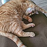 cat, orange_tabby, fluffy, indoor, couch, stretching, paws, pink_paw_pads, relaxed, pet, feline, wooden_floor, home, curious, upside_down, fur, whiskers, cozy, animal, mammal