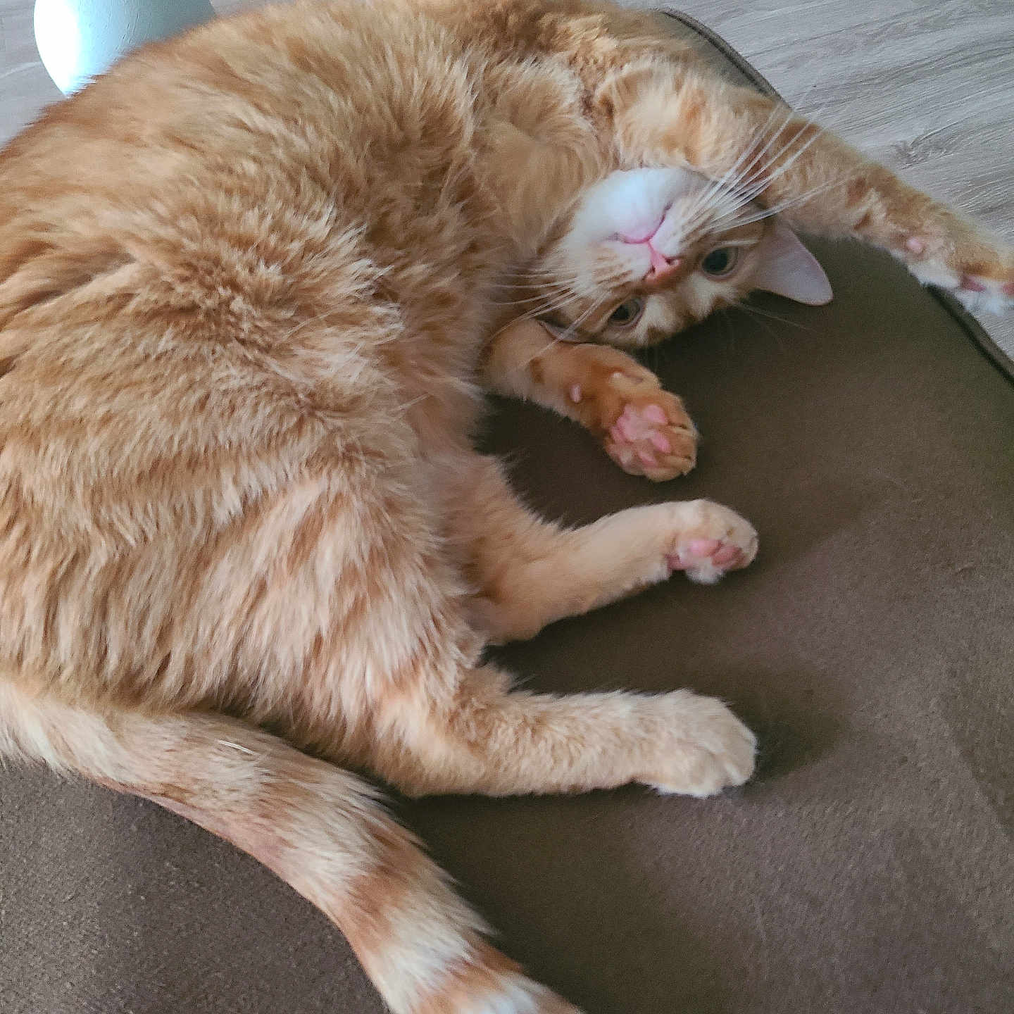 Nala is registered to the contest to win money with this photo: cat, orange_tabby, fluffy, indoor, couch, stretching, paws, pink_paw_pads, relaxed, pet, feline, wooden_floor, home, curious, upside_down, fur, whiskers, cozy, animal, mammal