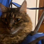 Grizzly Bear is registered to the contest to win money with this photo: cat, tabby, close_up, blurry, indoor, chair, blue_chair, furniture, pet, animal, fur, ears, whiskers, domestic_animal, carpet, wooden_door, household, background, resting, feline