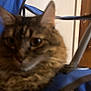 cat, tabby, close_up, blurry, indoor, chair, blue_chair, furniture, pet, animal, fur, ears, whiskers, domestic_animal, carpet, wooden_door, household, background, resting, feline