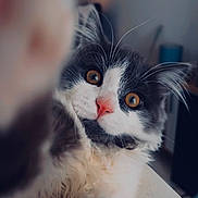 Milo a rejoint le concours — aidez-le/la à gagner de superbes lots ! cat, fluffy, close_up, selfie, paw, wide_eyes, pink_nose, whiskers, indoor, feline, curious, portrait, cute, domestic_animal, pet, fur, animal, mammal, face, blurred_background