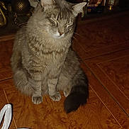 Phantom joined the competition — help win amazing prizes! cat, tabby, gray_cat, pet, indoor, wooden_floor, plastic_bag, sitting, feline, household, shelf, container, decor, domestic, fur, whiskers, tail, closed_eyes, quiet, floor