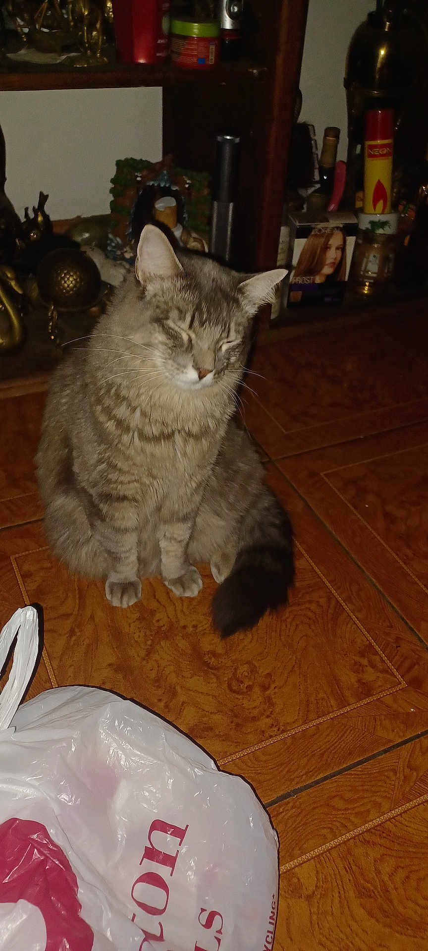 Phantom joined the competition — help win amazing prizes! cat, tabby, gray_cat, pet, indoor, wooden_floor, plastic_bag, sitting, feline, household, shelf, container, decor, domestic, fur, whiskers, tail, closed_eyes, quiet, floor