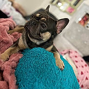Drizzy is registered to the contest to win money with this photo: dog, french_bulldog, blanket, fuzzy, pink, blue, indoor, cozy, pet, animal, cute, relaxed, fur, ears, nose, paw, bedroom, soft, comfort, curious