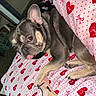 Drizzy is registered to the contest to win money with this photo: dog, french_bulldog, tongue_out, bed, bedding, heart_pattern, pink, red, toy, bone_toy, pet, indoor, cute, animal, canine, resting, playful, fur, ears, brown_eyes