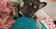 Drizzy is registered to the contest to win money with this photo: dog, french_bulldog, pet, animal, cute, lying_down, blanket, fuzzy, pink, teal, cozy, indoor, bedroom, soft_texture, relaxed, ears_up, close_up, portrait, resting, fur