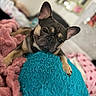 dog, french_bulldog, pet, animal, cute, lying_down, blanket, fuzzy, pink, teal, cozy, indoor, bedroom, soft_texture, relaxed, ears_up, close_up, portrait, resting, fur