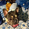 Drizzy is registered to the contest to win money with this photo: dog, french_bulldog, pet, tongue_out, bed, blanket, plush_toy, blue, white, floral_pattern, cute, happy, indoor, animal, canine, closeup, playful, ears_up, fur, snout