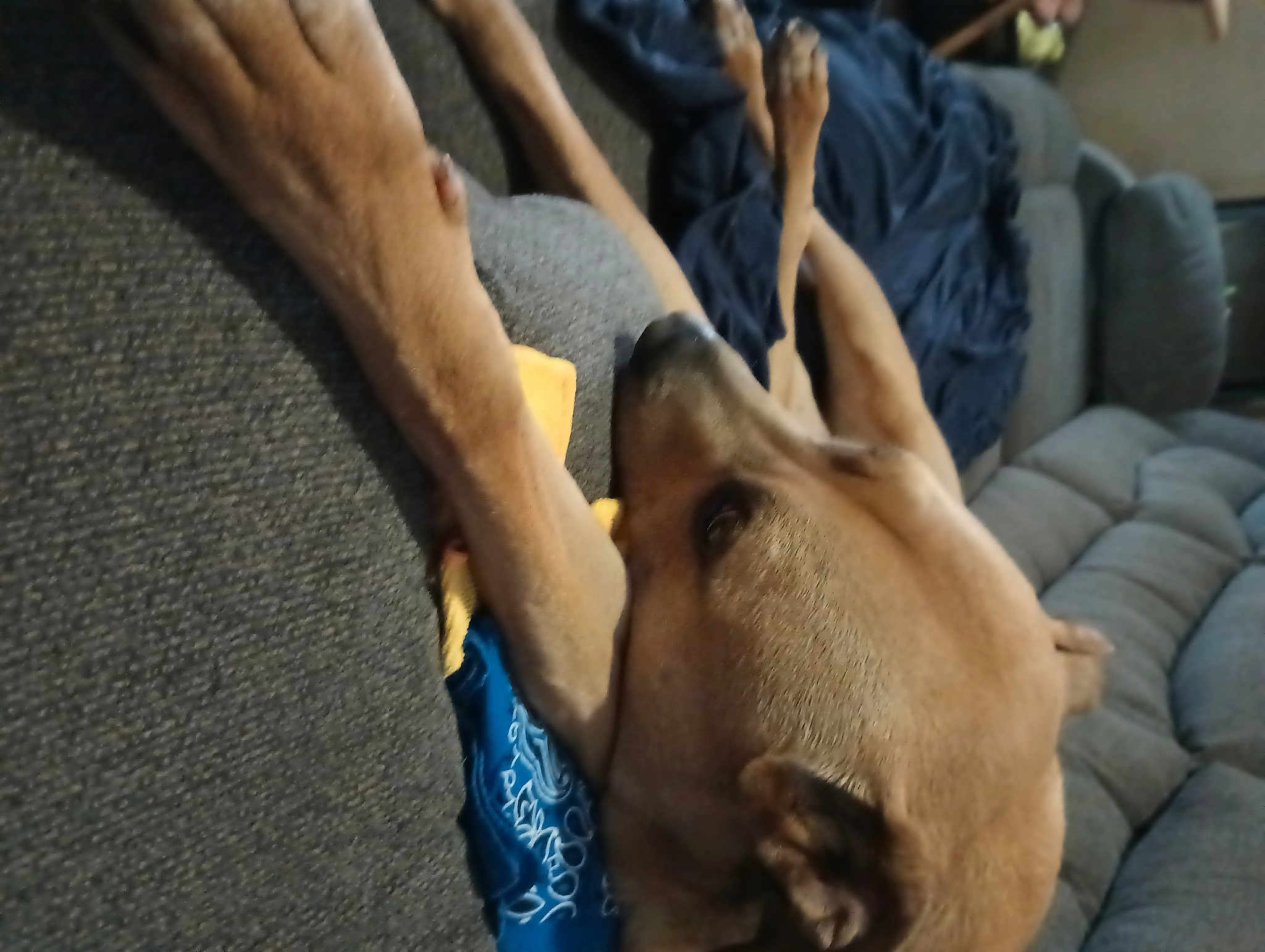 Groot