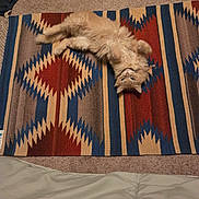 Princess is registered to the contest to win money with this photo: cat, orange_cat, fluffy, rug, geometric_pattern, carpet, indoor, pet, animal, upside_down, curious, cozy, feline, soft, relaxed, looking, floor, blanket, home, domestic