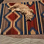 cat, orange_cat, fluffy, rug, geometric_pattern, carpet, indoor, pet, animal, upside_down, curious, cozy, feline, soft, relaxed, looking, floor, blanket, home, domestic