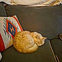 Princess is registered to the contest to win money with this photo: cat, sleeping, couch, pillow, blanket, indoor, furniture, pet, cozy, resting, fur, curled_up, domestic_cat, home, living_room, relaxing, orange_cat, soft_texture, decor, animal
