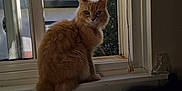 Princess is registered to the contest to win money with this photo: cat, orange_cat, fluffy_fur, windowsill, window, indoor, sunlight, blue_sky, tree, roof, pet, animal, feline, looking, sitting, tail, collar, home, daytime, cozy