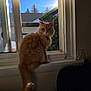cat, orange_cat, fluffy_fur, windowsill, window, indoor, sunlight, blue_sky, tree, roof, pet, animal, feline, looking, sitting, tail, collar, home, daytime, cozy