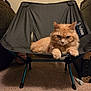 Princess is registered to the contest to win money with this photo: cat, orange_cat, fluffy, chair, indoor, carpet, pet, feline, relaxed, resting, helinox, small_chair, animal, mammal, domestic, fur, paws, face, expression, home