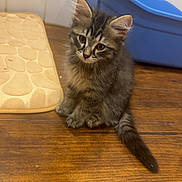 Tac participe au concours pour gagner de l'argent avec cette photo : abyssinian, animal, architecture, building, cat, cushion, drawer, furniture, hardwood, homedecor, indoors, interiordesign, kitten, livingroom, manx, pet, plywood, room, stainedwood, wood