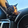 Gemini is registered to the contest to win money with this photo: cat, tortoiseshell, sunlight, car, dashboard, animal, pet, relaxed, sleeping, feline, closeup, window, interior, cozy, whiskers, fur, daylight, comfort, resting, vehicle
