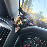 Gemini joined the competition — help win amazing prizes! cat, tortoiseshell, dashboard, car_interior, window, green_eyes, whiskers, upside_down, relaxed, pet, animal, sunlight, reflection, palm_tree, nature_outside, vehicle, speedometer, black_leather, close_up, curious