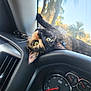 cat, tortoiseshell, dashboard, car_interior, window, green_eyes, whiskers, upside_down, relaxed, pet, animal, sunlight, reflection, palm_tree, nature_outside, vehicle, speedometer, black_leather, close_up, curious