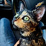 Gemini joined the competition — help win amazing prizes! cat, tortoiseshell, green_eyes, close_up, pet, animal, indoor, car, steering_wheel, dashboard, lap, fur, whiskers, collar, curious, seated, person, jeans, domestic_cat, portrait