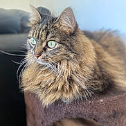 Chipie participe au concours pour gagner de l'argent avec cette photo : animal, brown, cat, cat_tree, closeup, cozy, cute, domestic_cat, feline, fluffy_fur, furry, green_eyes, indoor, mammal, pet, portrait, relaxed, soft_background, tabby, whiskers
