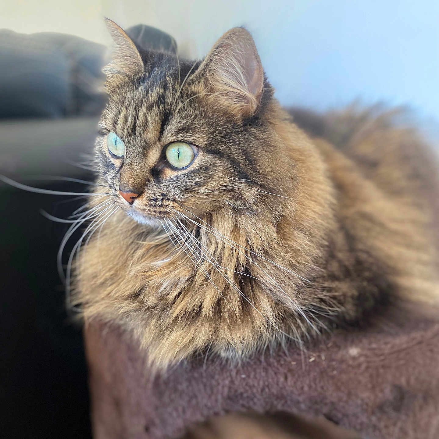 Chipie participe au concours pour gagner de l'argent avec cette photo : animal, brown, cat, cat_tree, closeup, cozy, cute, domestic_cat, feline, fluffy_fur, furry, green_eyes, indoor, mammal, pet, portrait, relaxed, soft_background, tabby, whiskers