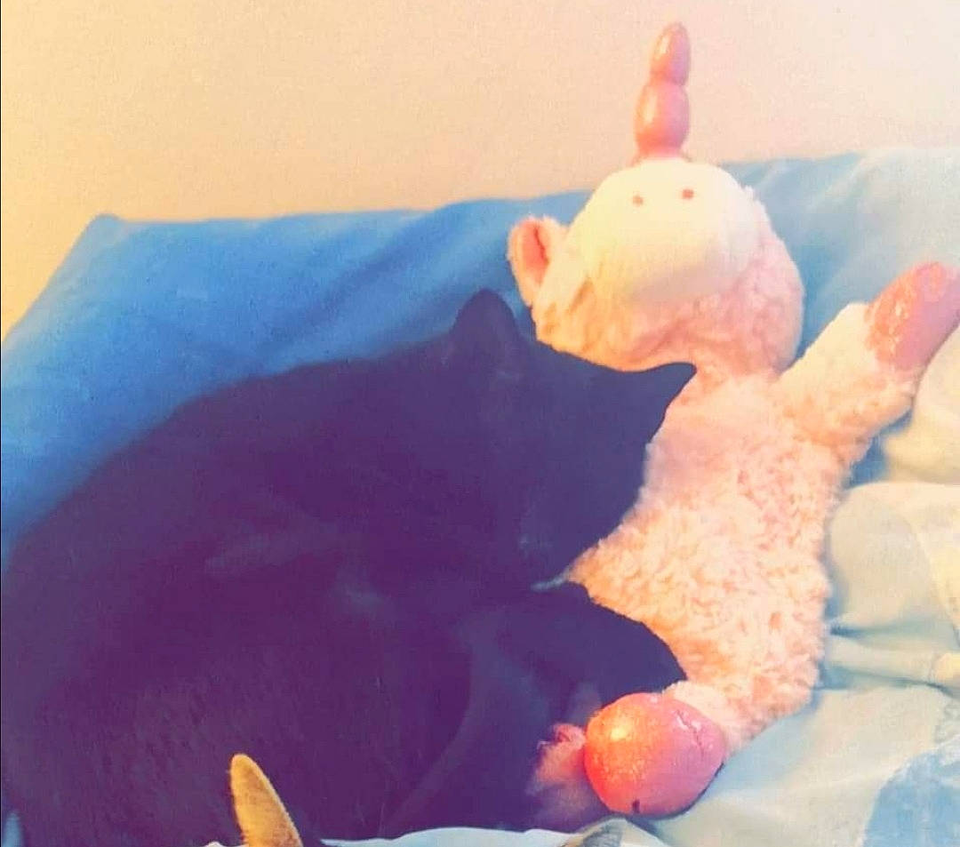 Nenette participe au concours pour gagner de l'argent avec cette photo : ear, nose, play, plush, stuffed_toy, tail, textile, toy