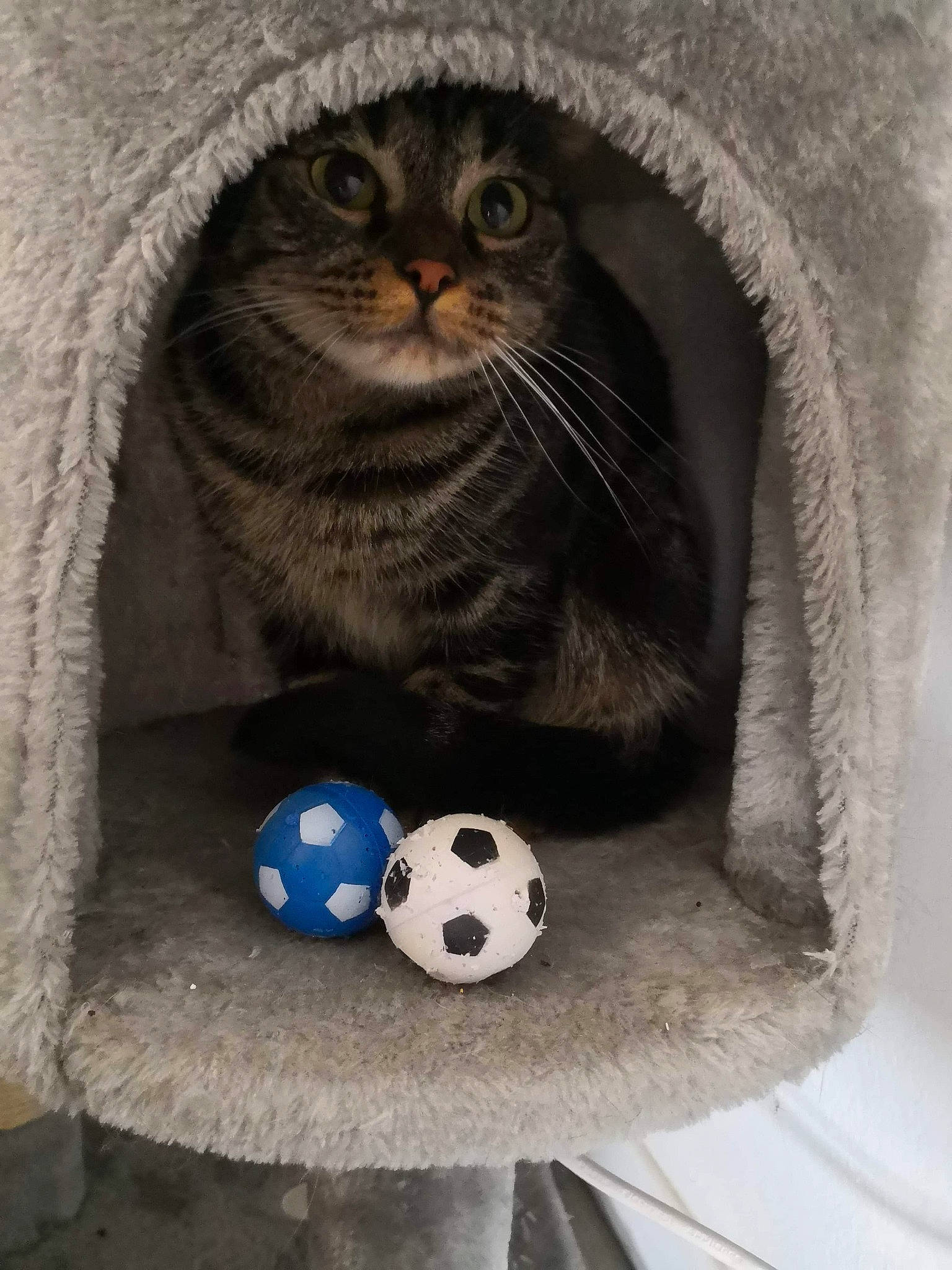 Naïs a rejoint le concours — aidez-le/la à gagner de superbes lots ! ball, carnivore, cat, dice, felidae, football, games, indoor_games_and_sports, kitten, recreation, scottish_fold, small_to_medium_sized_cats, soccer_ball, whiskers