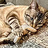 Shadow participe au concours pour gagner de l'argent avec cette photo : animal, cat, claws, close_up, cozy, cute, face, fur, indoor, knitted_blanket, paw, pet, playful, plush_toy, relaxed, resting, soft, tabby, texture, whiskers