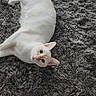 Mimi joined the competition — help win amazing prizes! animal, carpet, cat, cozy, cute, domestic_cat, ears, eyes, feline, floor, fur, gray_carpet, indoor, laying_down, pet, relaxed, shaggy_rug, tail, whiskers, white_cat