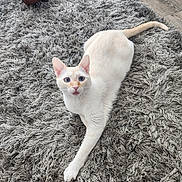 Mimi joined the competition — help win amazing prizes! animal, blue_eyes, cat, cream_colored, curious, ear, feline, fluffy_rug, gray_rug, indoor, nose, paws, pet, playful, relaxed, stretching, tongue, whiskers, wicker_basket, wooden_floor
