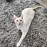 animal, blue_eyes, cat, cream_colored, curious, ear, feline, fluffy_rug, gray_rug, indoor, nose, paws, pet, playful, relaxed, stretching, tongue, whiskers, wicker_basket, wooden_floor