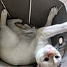Mimi is registered to the contest to win money with this photo: animal, basket, cat, closeup, container, curious, cute, domestic_cat, fabric, feline, indoor, paper, paw, pet, pink_nose, playful, relaxed, stretching, whiskers, white_cat